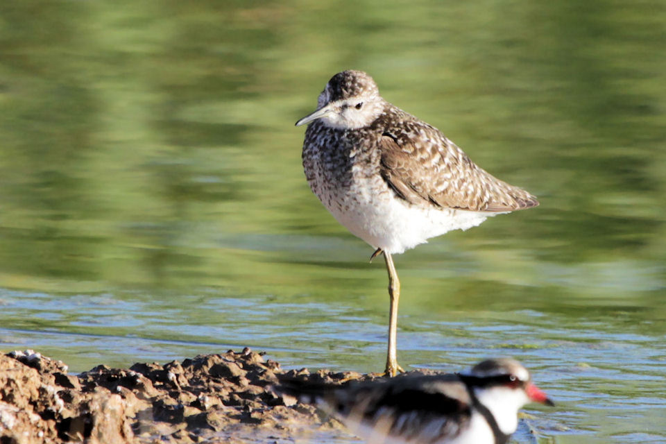 Wood Sandpiper (Tringa glareola)